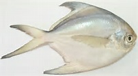 ماهی حلوا سفید